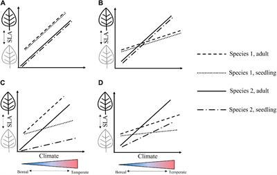 Montane Temperate-Boreal Forests Retain the Leaf Economic Spectrum Despite Intraspecific Variability